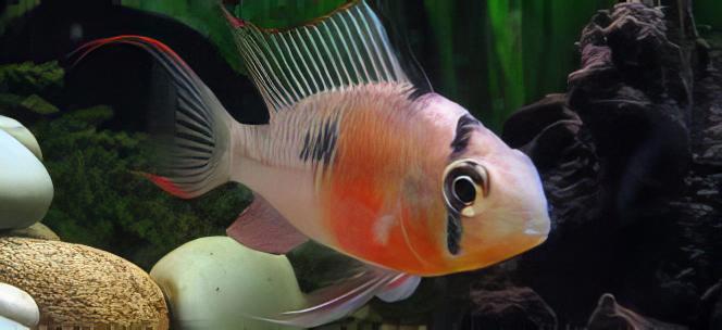 Bolivian Ram Mikrogeophagus Altispinosa 3cm - Real Aquatics