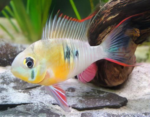 Bolivian Ram Mikrogeophagus Altispinosa 3cm - Real Aquatics