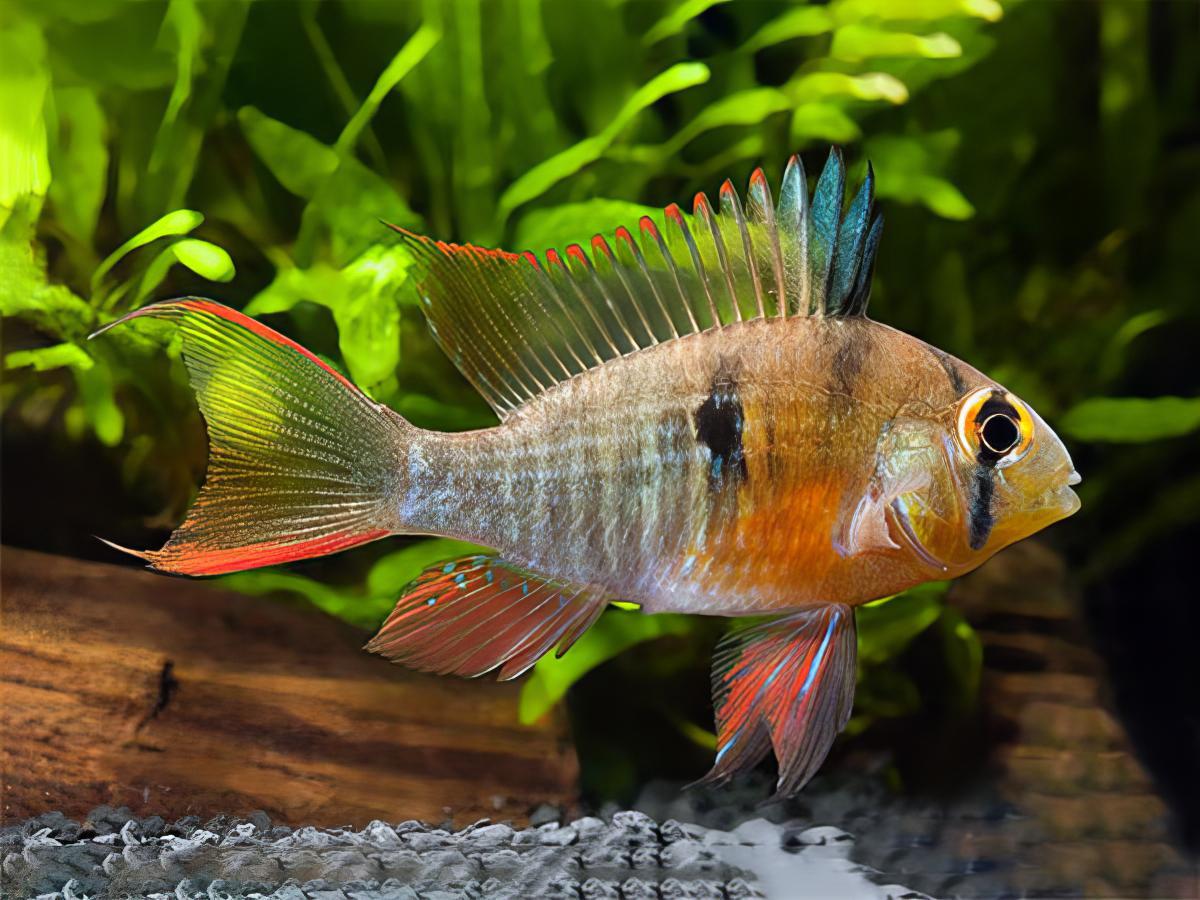 Bolivian Ram Mikrogeophagus Altispinosa 3cm - Real Aquatics