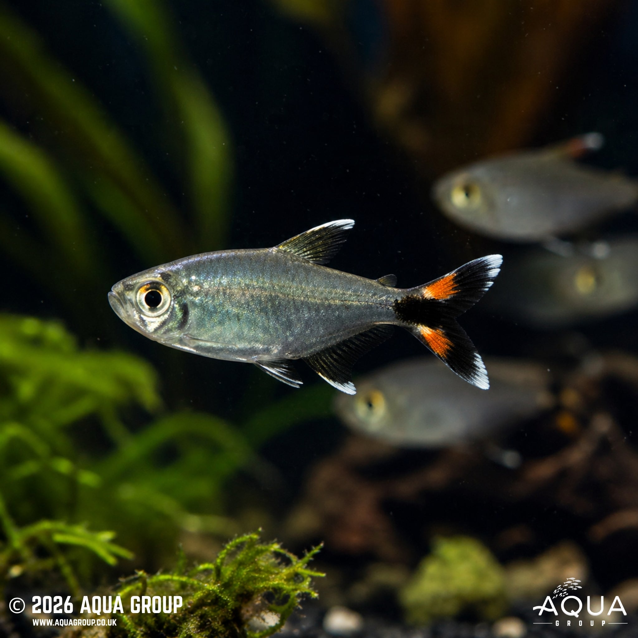 Bonita Tetra (Moenkhausia bonita)