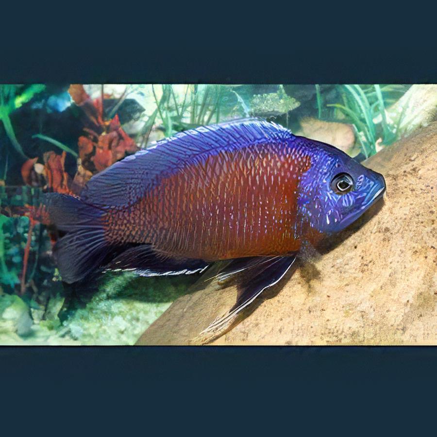 Haplochromis Borleyi Malawi African Cichlid
