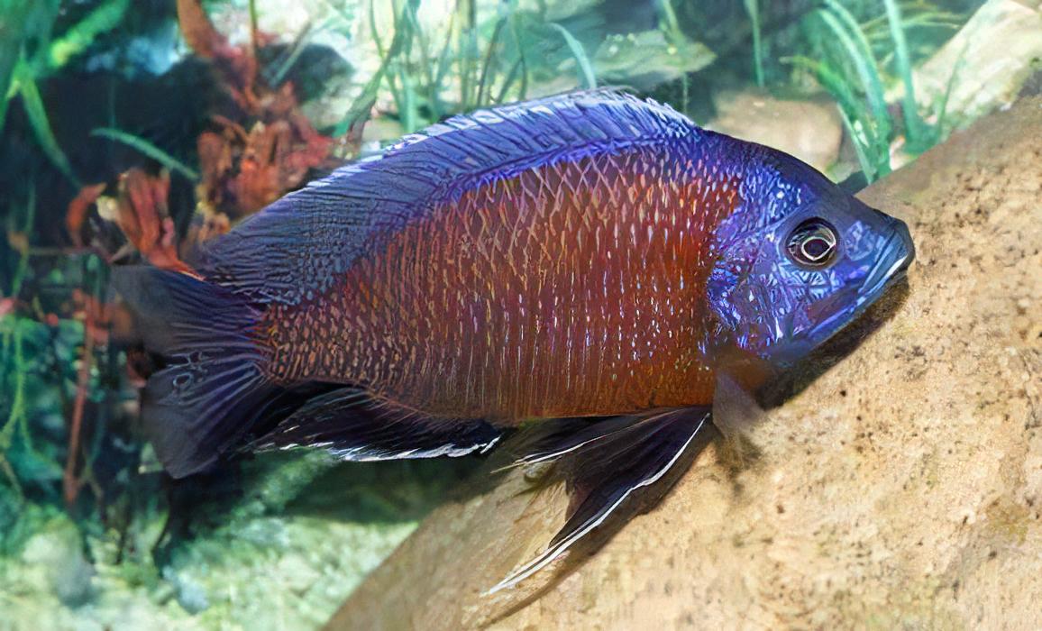 Haplochromis Borleyi Malawi African Cichlid