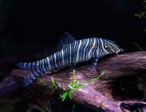 Zebra Candy Stripe Loach Botia Striata 4cm - Real Aquatics