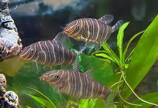 Zebra Candy Stripe Loach Botia Striata 4cm - Real Aquatics