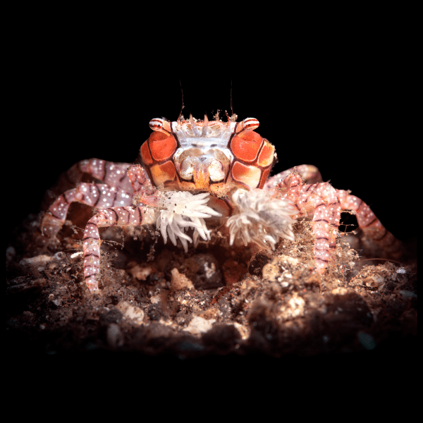 Boxer Crab Lybia Tessellata - Real Aquatics