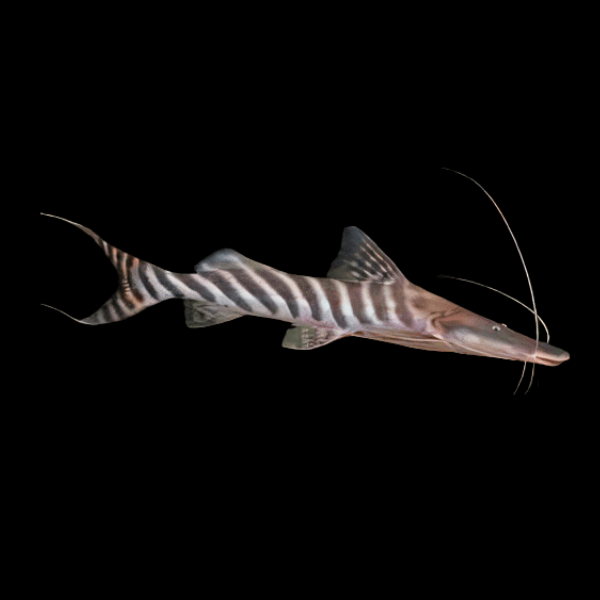 Merodontatus Tigrinus Zebra Sholvelnose Catfish 15cm - Real Aquatics
