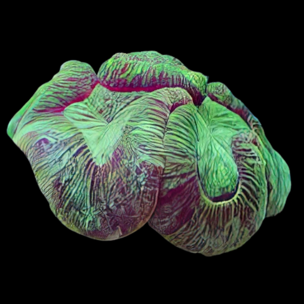 Brain Coral Sea Trachyphyllia Sp - Real Aquatics