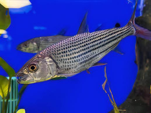 African Brevis Tiger Fish Hydrocynus Brevis