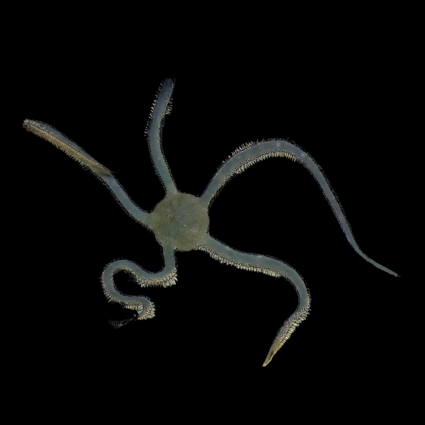 Brittle Green Starfish Ophiarachna Incrassata - Real Aquatics