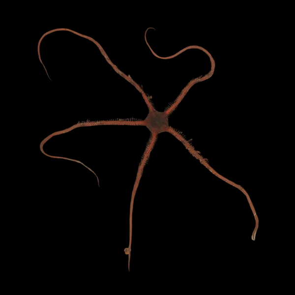 Brittle Teardrop Starfish Ophiomastix Annulosa - Real Aquatics