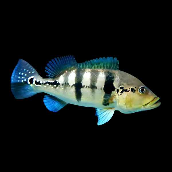 Brokopondo Peacock Bass