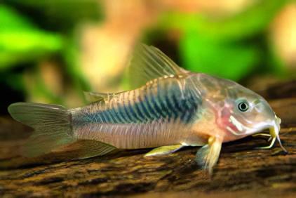 Bronze Corydoras Aeneus 3cm Catfish - Real Aquatics