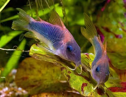 Bronze Corydoras Aeneus 3cm Catfish - Real Aquatics