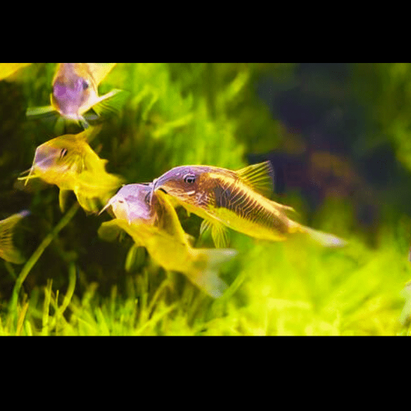 Bronze Corydoras Aeneus 3cm Catfish - Real Aquatics