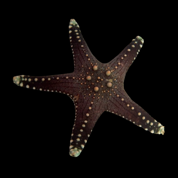 Bronze Knobbly Starfish Pentaceraster Tuberculatus - Real Aquatics
