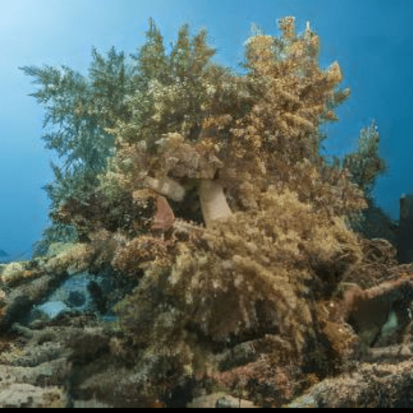 Brown Bush Soft Coral Nephthea Sp - Real Aquatics