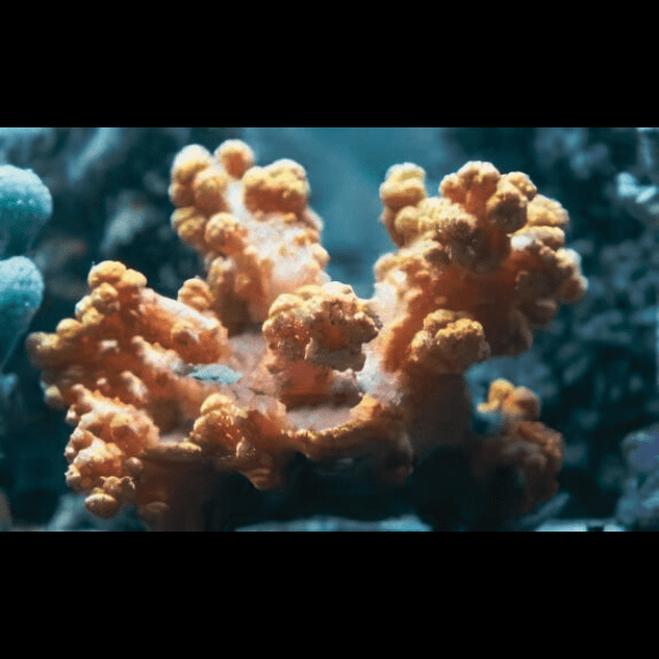 Brown Bush Soft Coral Nephthea Sp - Real Aquatics