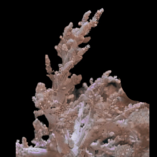 Brown Bush Soft Coral Nephthea Sp - Real Aquatics
