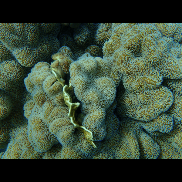 Brown Leather Soft Coral Sarcophyton Glaucum - Real Aquatics