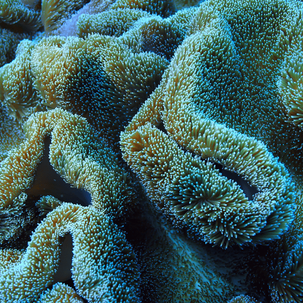 Brown Leather Soft Coral Sarcophyton Glaucum - Real Aquatics