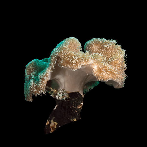 Brown Leather Soft Coral Sarcophyton Glaucum - Real Aquatics