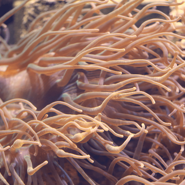 Brown Malu Anemone Heteractis Malu
