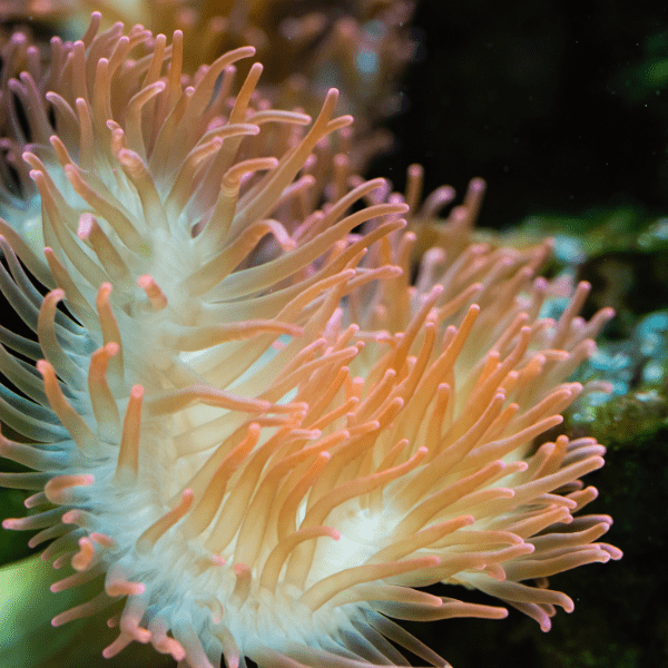 Brown Malu Anemone Heteractis Malu