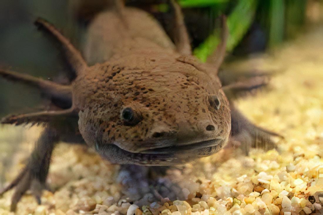 Brown Black Eye Axolotl Ambystoma Mexicanum
