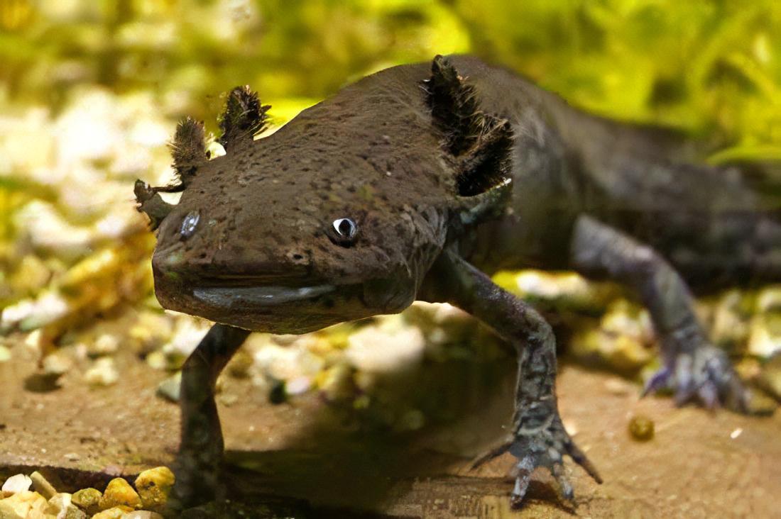 Brown Black Eye Axolotl Ambystoma Mexicanum