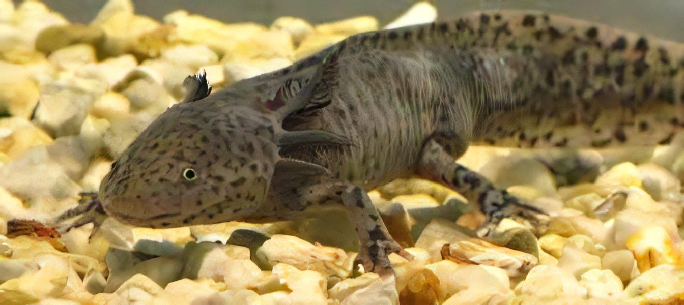 Brown Black Eye Axolotl Ambystoma Mexicanum