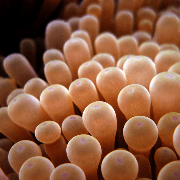 Bubble Anemone Common Entacmaea Quadricolor