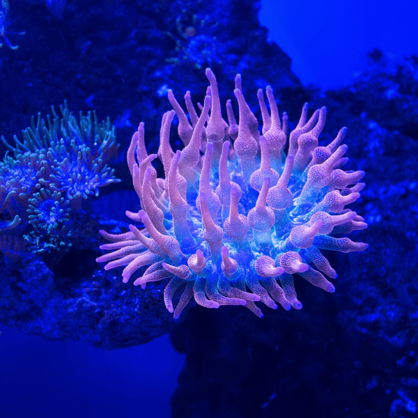 Bubble Anemone Common Entacmaea Quadricolor