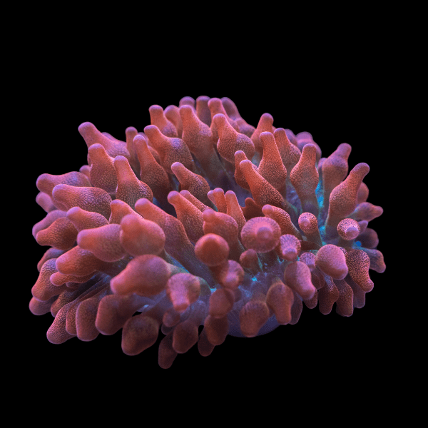 Bubble Anemone Common Entacmaea Quadricolor