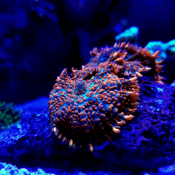 Bullseye Mushroom Coral Frag Rhodactis Sp - Real Aquatics