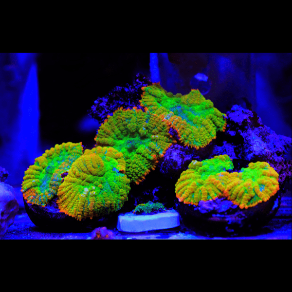 Bullseye Mushroom Coral Frag Rhodactis Sp - Real Aquatics