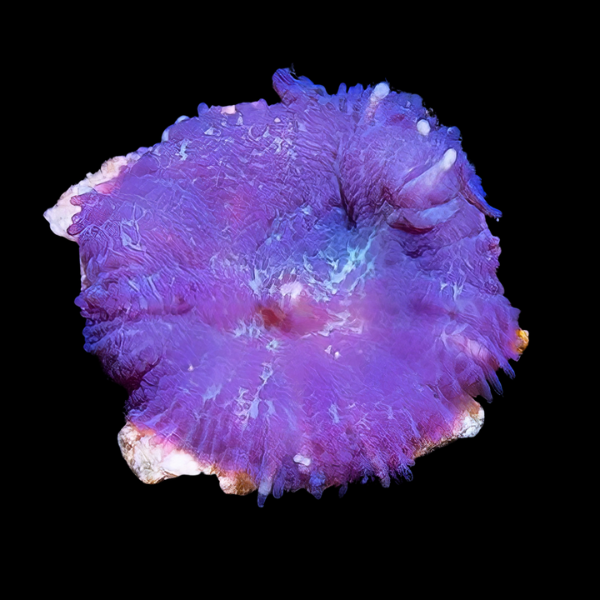Bullseye Rock Mushroom Fungiidae Coral Purple Rhodactis Sp - Real Aquatics