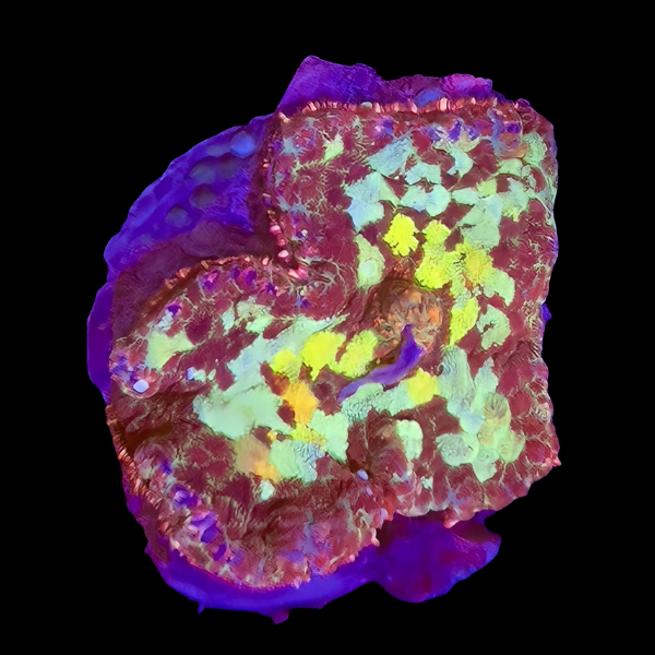 Bullseye Rock Mushroom Fungiidae Coral Red Rhodactis Sp - Real Aquatics