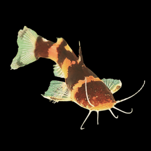 Bumble Bee Catfish Microglanis Iheringi 4cm - Real Aquatics