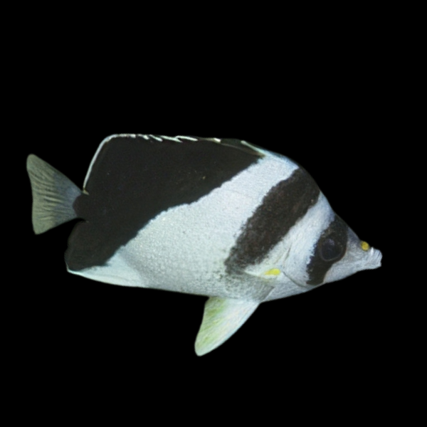 Burgess' Butterfly Fish Chaetodon Burgessi - Real Aquatics