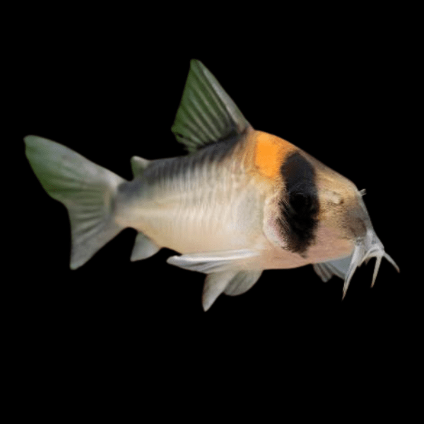 Burgess Corydoras Burgessi 4cm Catfish - Real Aquatics