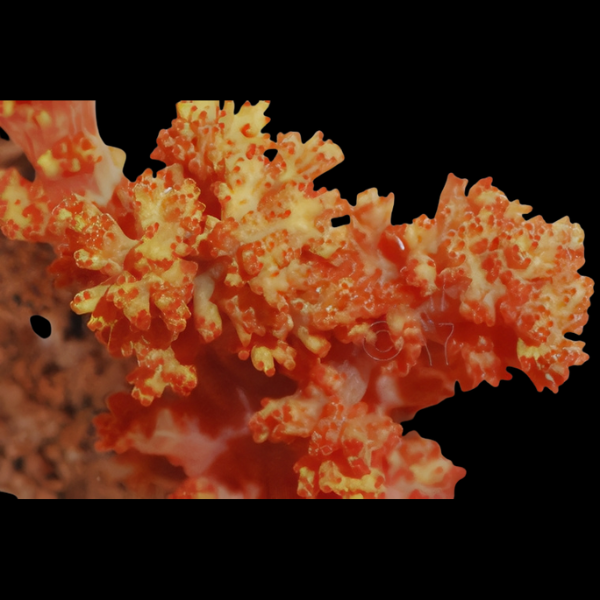 Bush Soft Coral Orange Scleronephthya Sp - Real Aquatics