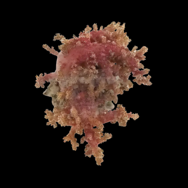 Bush Soft Coral Red Neospongodes Sp - Real Aquatics