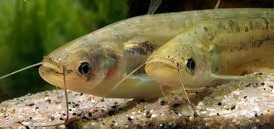Butter Catfish Ompok Bimaculatus 8cm - Real Aquatics