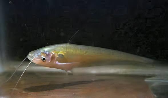 Butter Catfish Ompok Bimaculatus 8cm - Real Aquatics