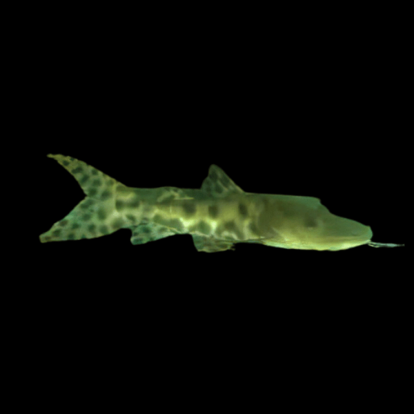 Butterfly Catfish Hybrid Tiger Shovelnose Catfish x Perruno Catfish 10cm - Real Aquatics