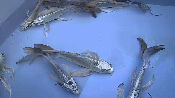 10 x Butterfly Ghost Koi Carp Cyprinus Carpio