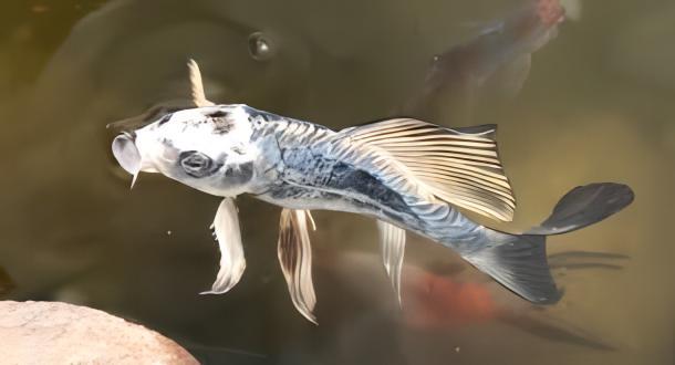 10 x Butterfly Ghost Koi Carp Cyprinus Carpio