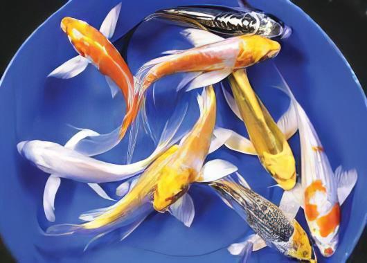 10 x Butterfly Koi Carp Cyprinus Carpio