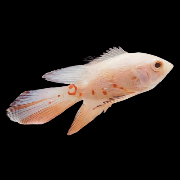 Butterfly Albino Long Finned Red Tiger Oscar 6cm - Real Aquatics