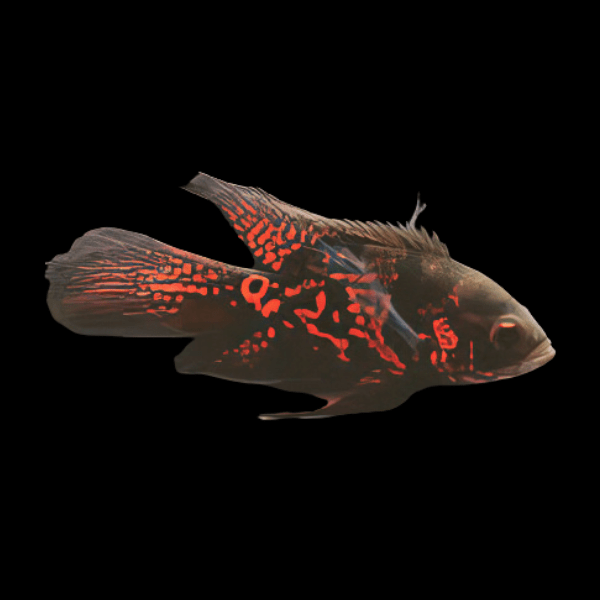 Butterfly Long Finned Red Tiger Oscar 6cm - Real Aquatics